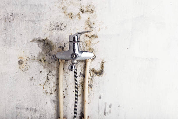 Best Emergency Mold Removal  in Jersey City, NJ