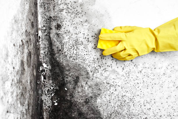 Best Certified Mold Removal  in Jersey City, NJ