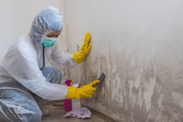 Best Mold Testing  in Jersey City, NJ
