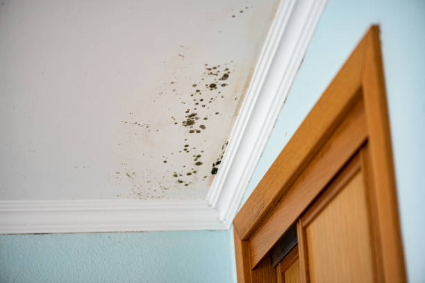 Best Attic Mold Removal  in Jersey City, NJ