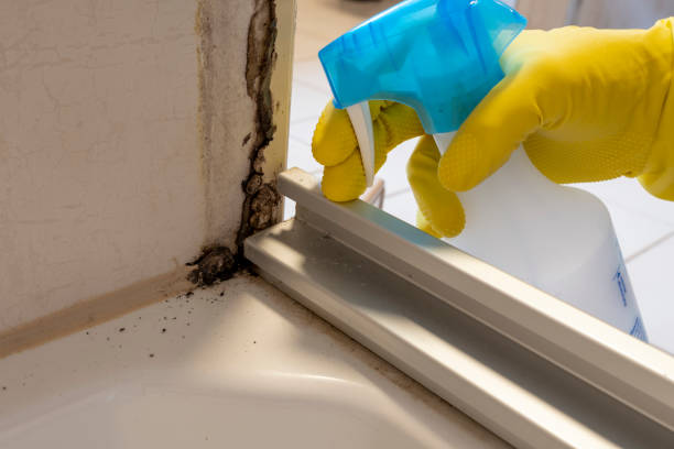 Best Mold Cleaning Services  in Jersey City, NJ