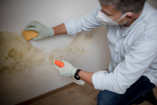 Best Black Mold Removal  in Jersey City, NJ