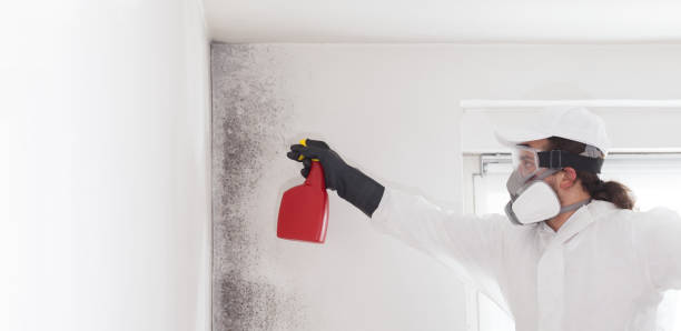 Best Mold Removal Near Me  in Jersey City, NJ