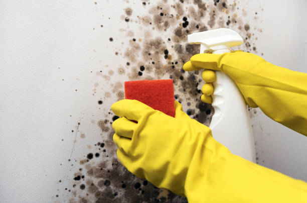 Best Affordable Mold Removal  in Jersey City, NJ
