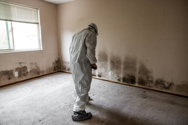 Best Mold Damage Repair  in Jersey City, NJ