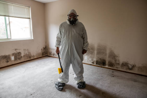 Best Commercial Mold Removal  in Jersey City, NJ