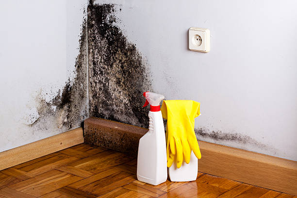 Best Attic Mold Removal  in Jersey City, NJ