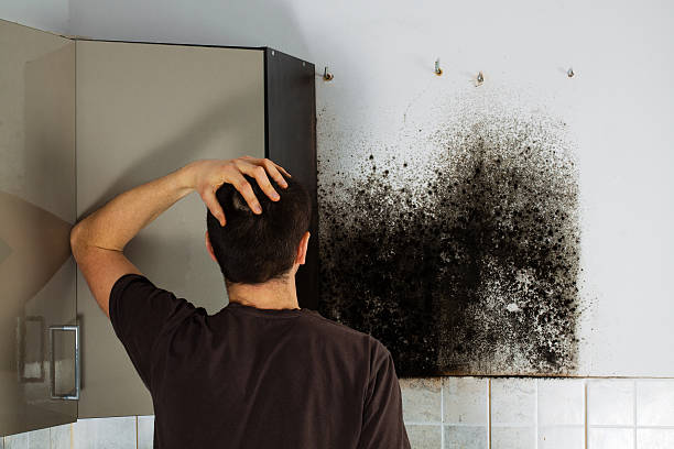 Best Mold Removal Process  in Jersey City, NJ