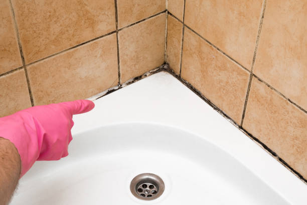 Best Emergency Mold Removal  in Jersey City, NJ