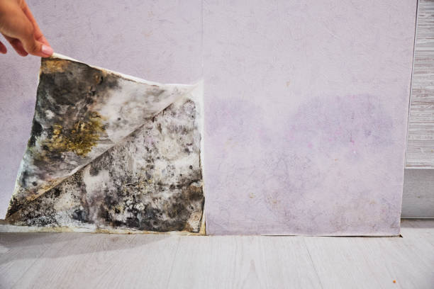 Mold Removal Process in Jersey City, NJ